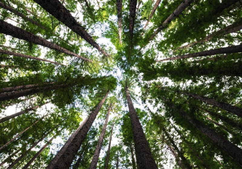  Salesforce supera el hito de los 10 millones de árboles en 12 meses