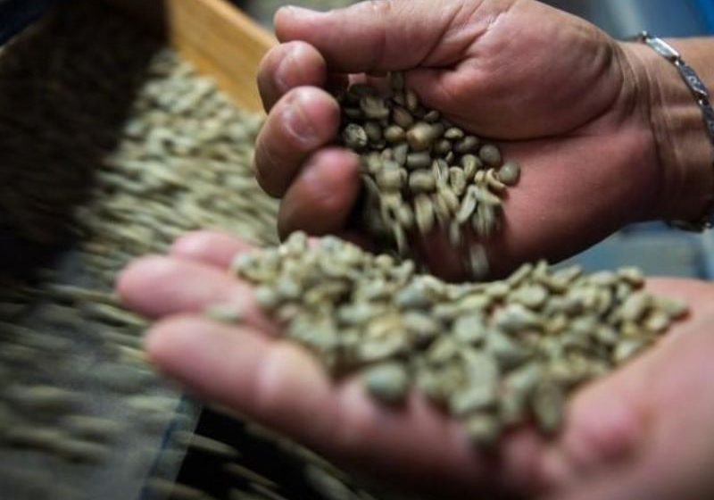 Desarrollan plataforma de IA y visión computacional para clasificar la producción de café
